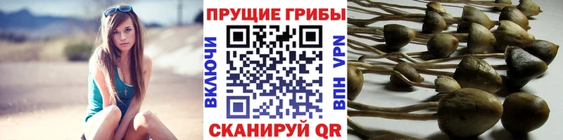 Галлюциногенные грибы GOLDEN TEACHER  Магнитогорск 